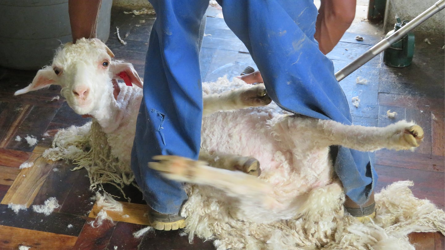 Following a PETA investigation of South Africa’s mohair industry, the NSPCA has filed cruelty-to-animals charges against four angora goat farmers.